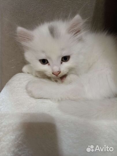 Котенок в добрые руки