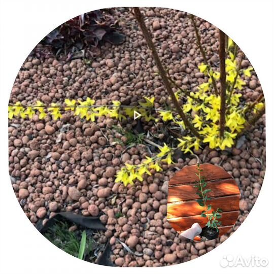 Саженцы, сирень