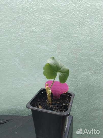 Пеларгония герань сортовая Шоколадница