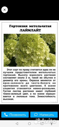 Гортензия Лаймлайт, 5 летки