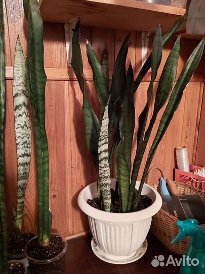 Сансевиерия