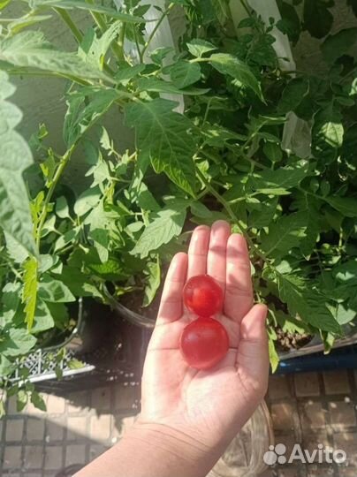 Рассада помидор черри