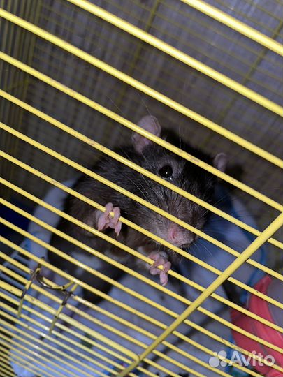 Крыс вместе с клеткой