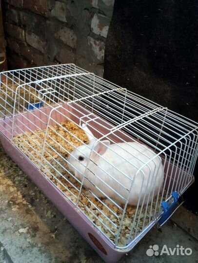 Декоративные кролики