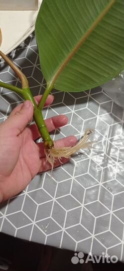 Отростки фикуса каучуконосного