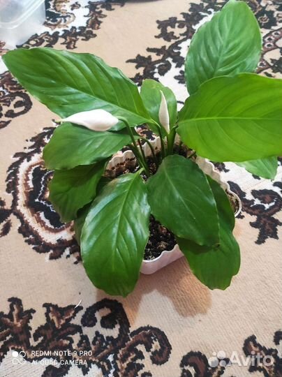 Спатифиллум