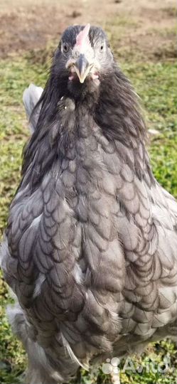 Куры несушки