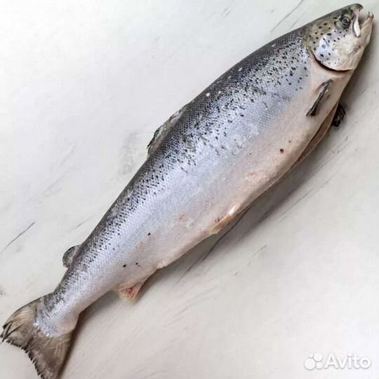 Семга свежемороженая