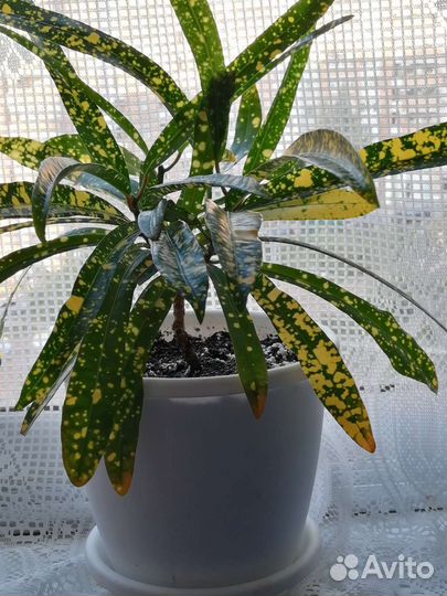 Кротон Gold Star