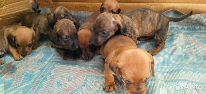 Щенки таксы