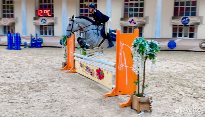 Мерин в конкур