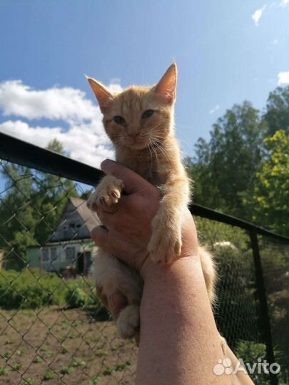 Котята в добрые руки бесплатно