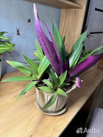 Комнатные цветы