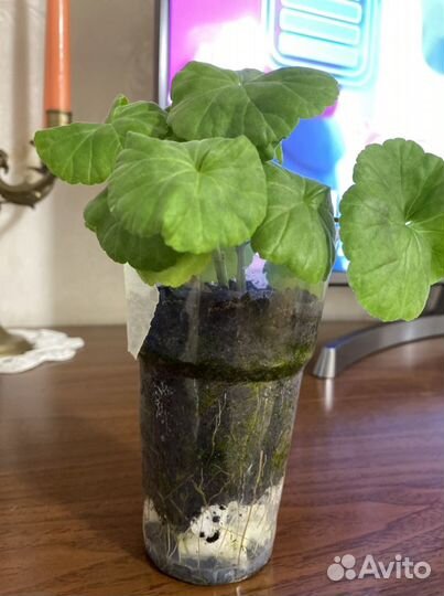 Пеларгония герань сортовая