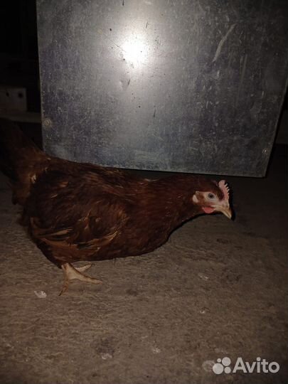 Куры Молодки с Бесплатной Доставкой