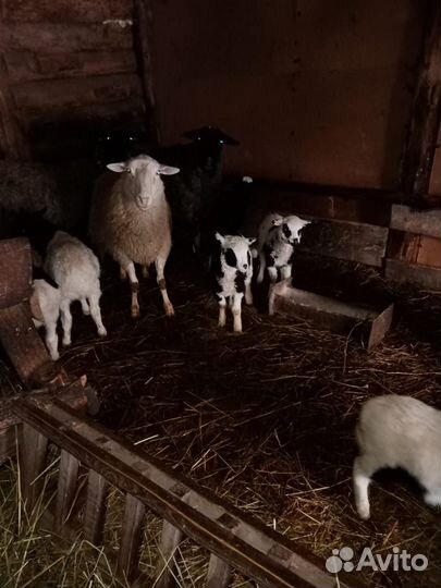 Дорпер кросс