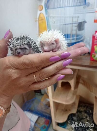 Ежики африканские