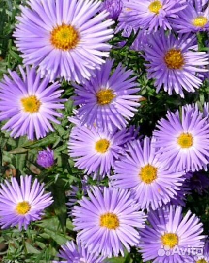 Растения для сада