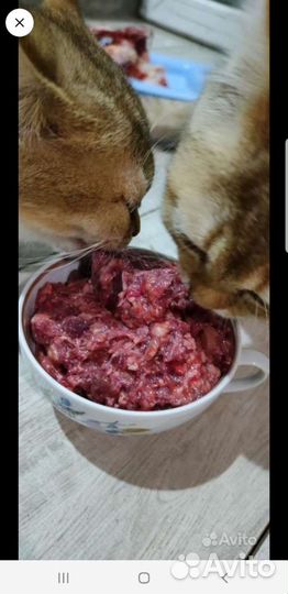 Корм для собак и кошек
