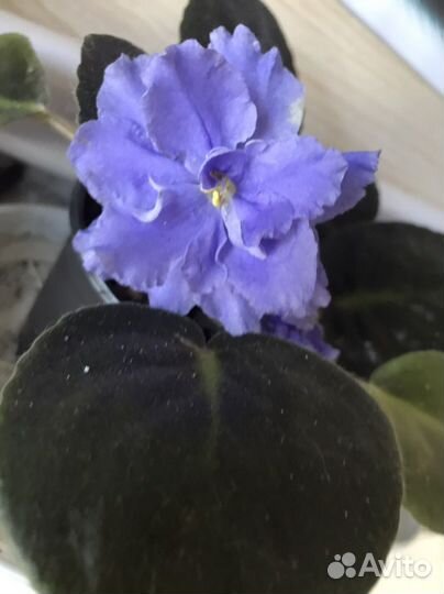 Фиалки сортовые