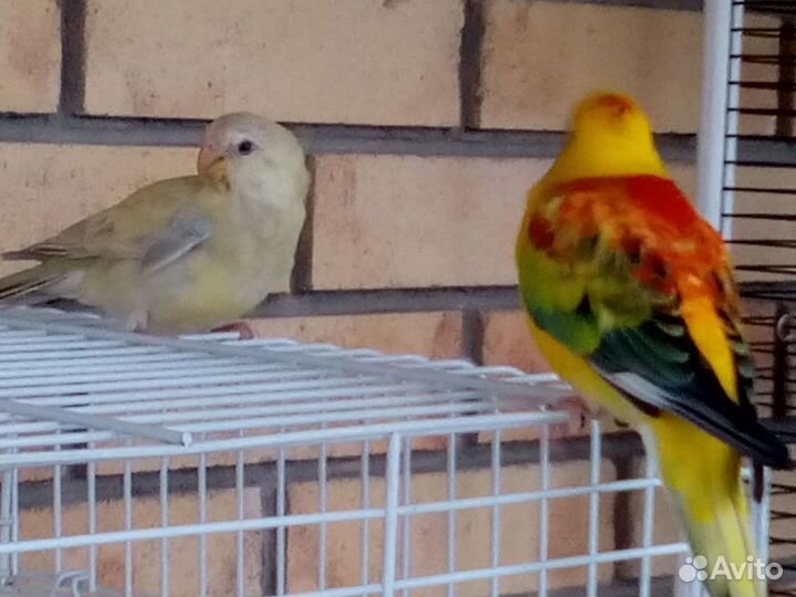 Певчий попугай