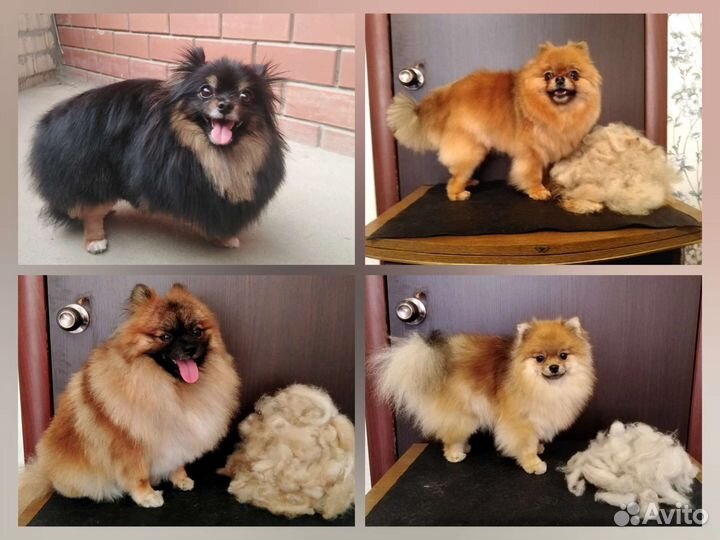 Стрижка кошек и собак выезд в любой район