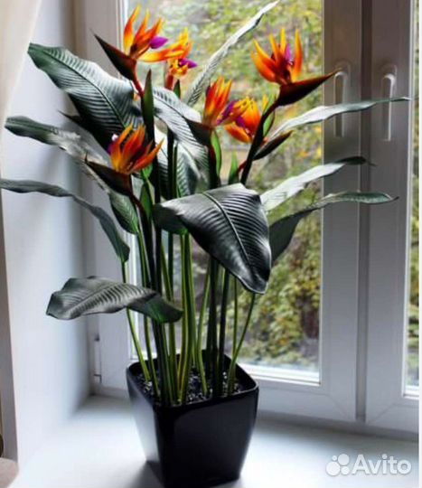 Стрелиция Регина-райская птица