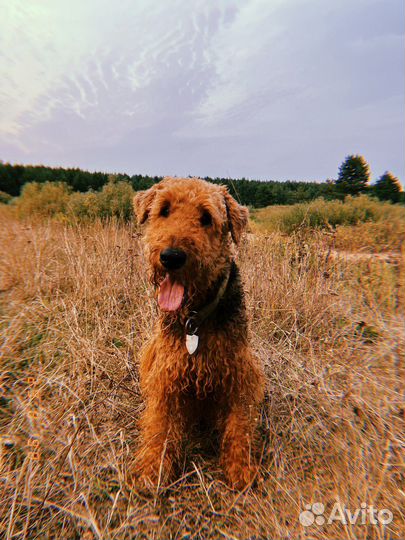 Выгул собак/передержка/дрессировка