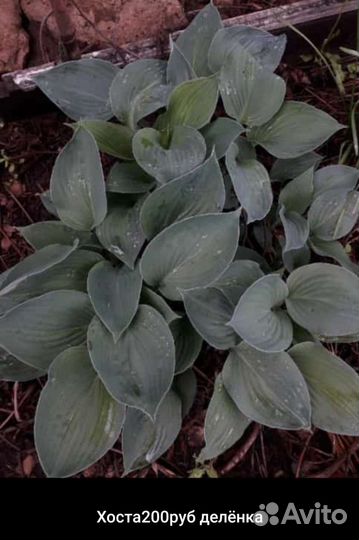 Рассада многолетних цветов