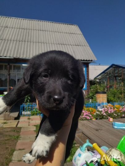 Щенок лабрадор помесь