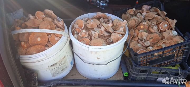 Грибы рыжики