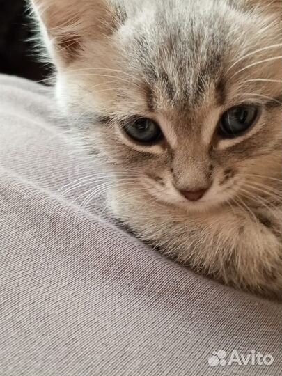 Котенка в добрые руки