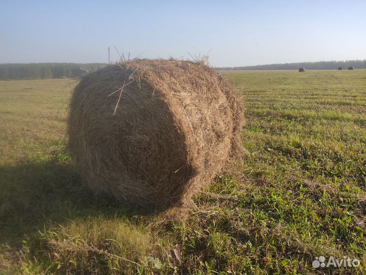 Сено в рулонах