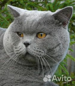 Британский кот вязка