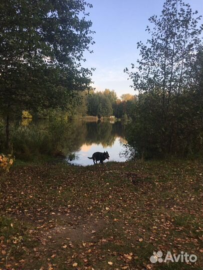 Преданного пса Кузю выкинули
