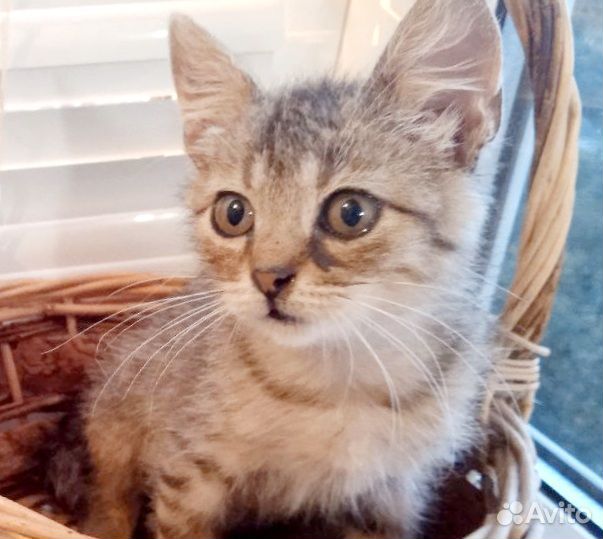 Кошечка 1,5 месяца