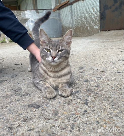 Кот в добрые руки