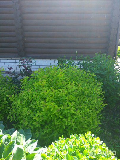 Спирея розовая