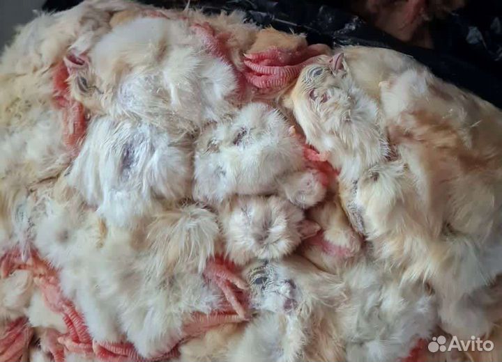 Цыплята суточные