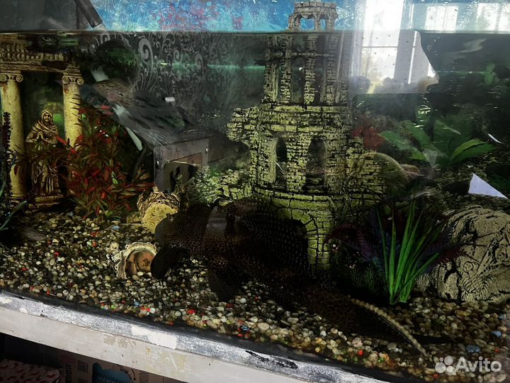 Аквариумные рыбы