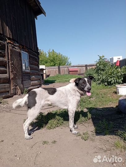 В добрые руки