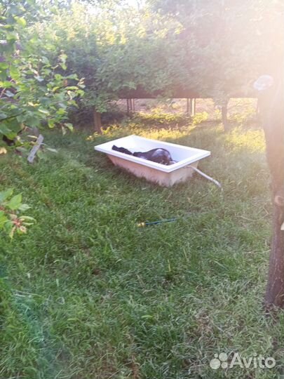 Передержка собак в частном доме