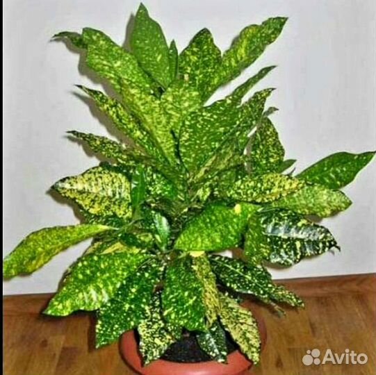 Кодиеум, Кротон 