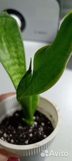 Сансиверия