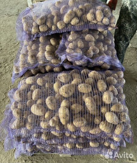 Картофель от Производителя урожай 2023