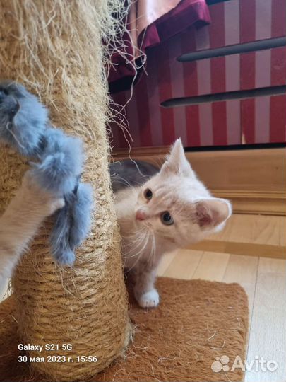 Рыжий котенок