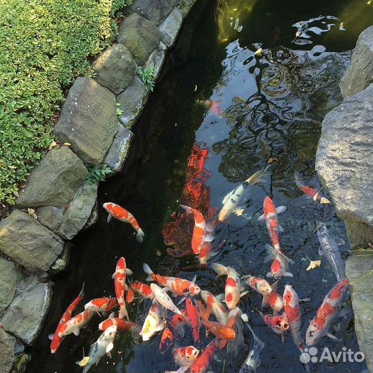 Живая рыба карп кои