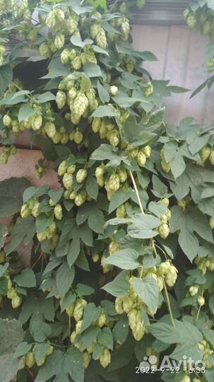 Хмель чёрная смородина отростки лилии