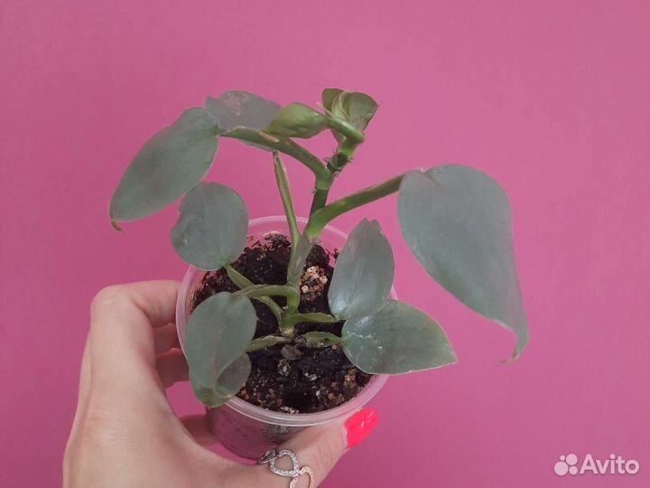 Филодендрон