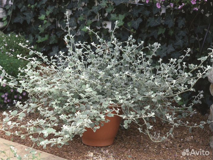 Гелихризум черешковый